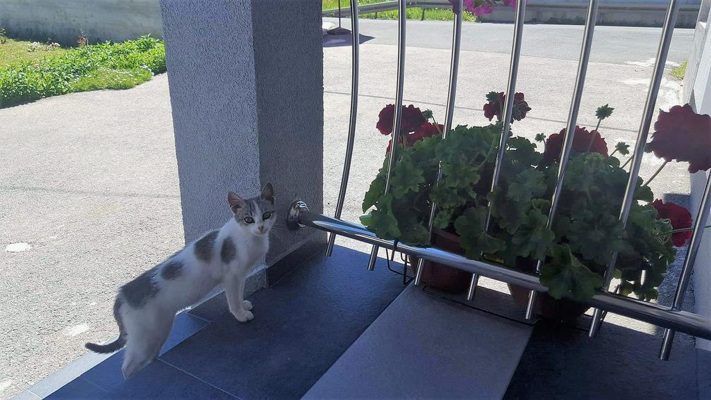Guesthouse Samolov Vrhovine Dış mekan fotoğraf